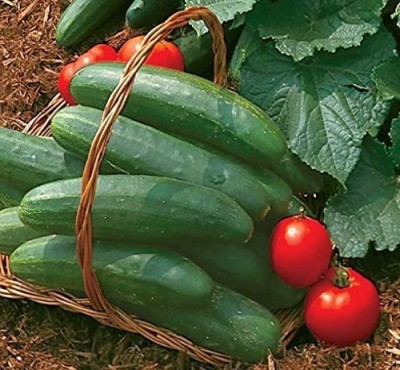 VibeX VVI-72 - Bush Champion Slicing Cucumber - (450 Seeds) Seed(450 per packet)