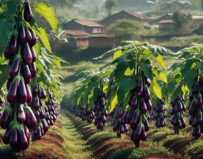 HYBRID 10g hybrid brinjal seeds Highest yield variety early fruiting Seed(1 per packet)