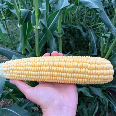 WILLVINE PAU -IX Sweet Corn Seeds - Illini Xtra-Sweet-[500g] Seed(2000 per packet)