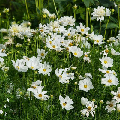 ZIXA Cosmos bipinnatus 'Sonata White' Seed(10 per packet)
