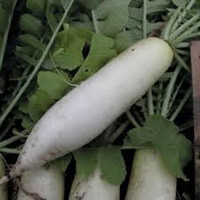 Qualtivate RES-9A Daikon Radish Seed Seed(300 per packet)