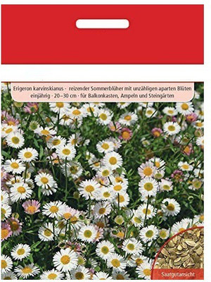 CYBEXIS Spanish daisy Seed(50 per packet)