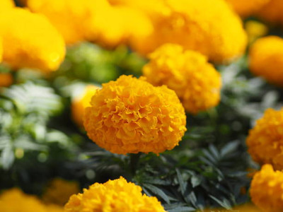 Harsh Impex marigold,gende ka phool seeds Seed(21 per packet)