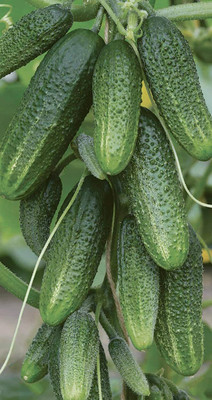 MOTREX Cucumber Envy of The Neighbors F1 Pickling Heirloom Vegetable Seeds Seed(150 per packet)
