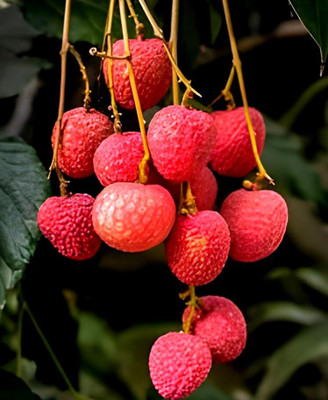 SHYAM esty Delicious Litchi/Lychee Fruit tree plant Seed(1 per packet)