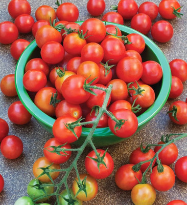VRAKSHA High Quality Tomato,Tamatar Seed(800 per packet)