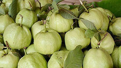 MAA Guava Seed(40 per packet)