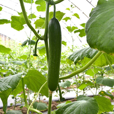 CYBEXIS Vegetable Cucumber Seeds2000 Seeds Seed(2000 per packet)