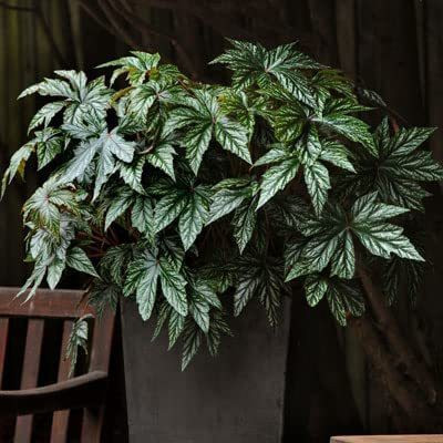 CYBEXIS GUA-15 - Begonia - Gryphon - (90 Seeds) Seed(90 per packet)