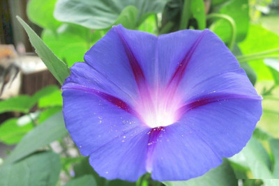 ZIXA Ipomoea purpurea Seed(10 per packet)