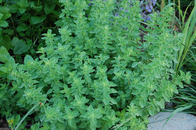 CYBEXIS HUA-99 - Italian Oregano (origanum vulgare) - (450 Seeds) Seed(450 per packet)