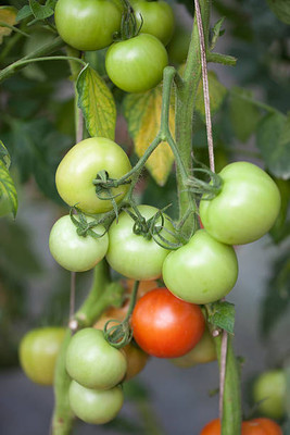 AGRODAK tomato Seed(90 per packet)
