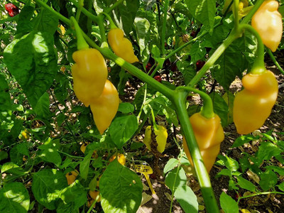 Biosnyg Fast Growing Naga Salmon Chilli Seeds For Kitchen Gardening-(4000 Seeds) Seed(4000 per packet)
