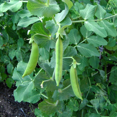 Cloud Farm Pea Seed(50 per packet)