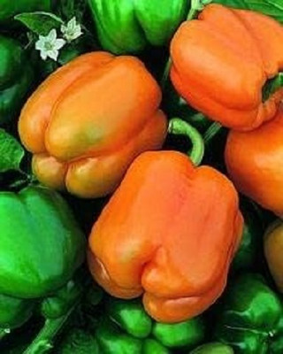KNESSiN Hybrid Chardonnay Capsicum Seeds for Terrace Gardening-(100 Seeds) Seed(100 per packet)