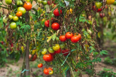 GreenHorizon tomato Seed(30 per packet)