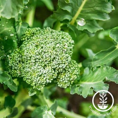 CYBEXIS DiCicco Broccoli2000 Seeds Seed(2000 per packet)