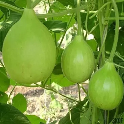 MAA Bottle Gourd round, Kaddu, Lauki Seed(64 per packet)