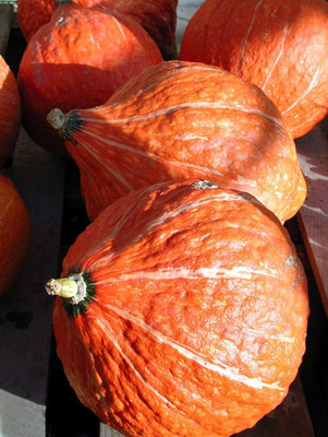 KNESSiN Heirloom Golden Hubbard Squash Vegetable Seeds for Garden - (40 Seeds) Seed(40 per packet)