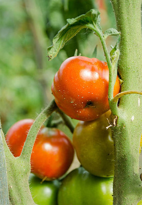 Ghas tomato Seed(120 per packet)