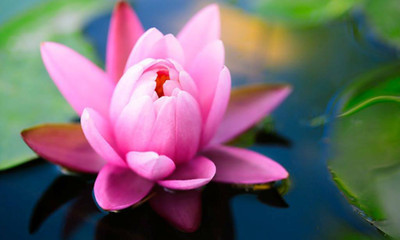 ibains Mixed lotus flower seed, Seeds for mixed lotus flower, Best mixed lotus seeds Seed(6 per packet)