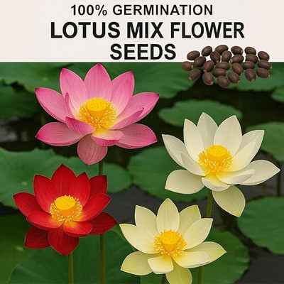 LPR LOTUS ,KAMAL GATTA Seed(20 per packet)