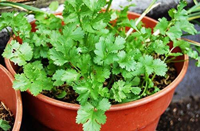 Aywal Dhaniya, Coriander Seed(2500 per packet)