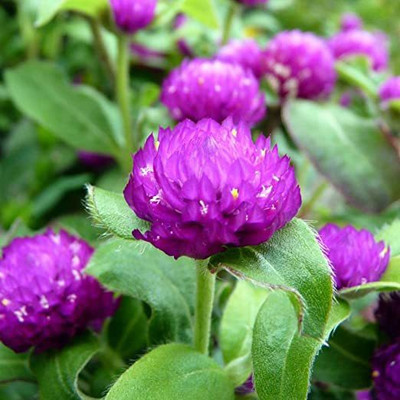 KANAYA Gomphrena Mixed Flower Seed(12 per packet)