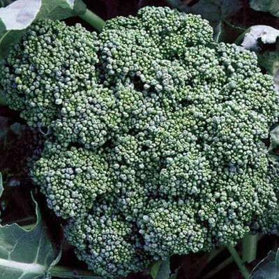 WILLVINE HAR -VIII Broccoli Calabrese FBA-1186 (Green) [10g] Seed(3000 per packet)