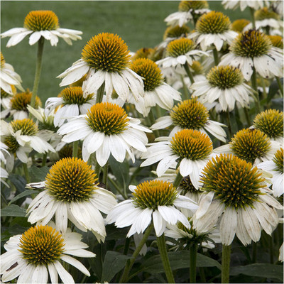 WILLVINE ™ White Swan Coneflower (Echinacea purpurea)-2000 SEEDS Seed(2000 per packet)