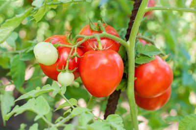 ONUS tomato Seed(30 per packet)