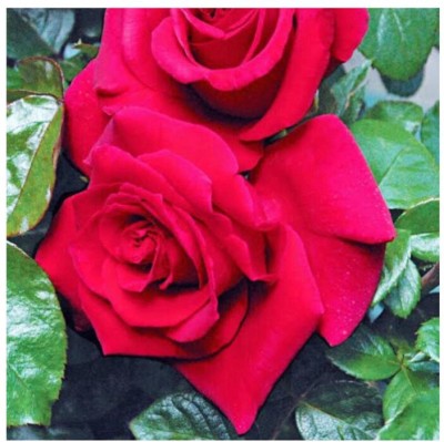 greenfarm NXC-Rose Flower Seeds/ Gulab Seeds, Best Quality , 100 X Seeds ,dfk144 Seed(100 per packet)