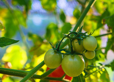 gelunix tomato Seed(140 per packet)