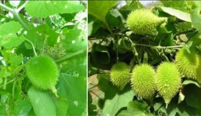 seedargo kantola seeds hybrid, kakoda hybrid, kakrol, kantola seeds desi Seed Seed(15 per packet)