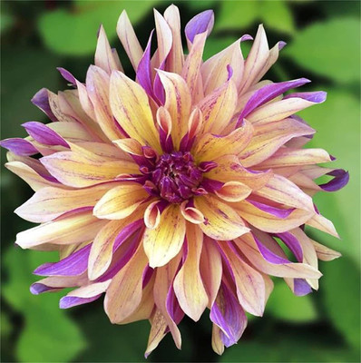 CYBEXIS Dinner Plate Rainbow Dahlia Seeds Mixed Color Seed(1 g)