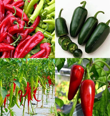ibains Desi chilli seeds bij 82 Seed(82 per packet)