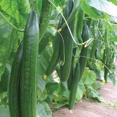 Qualtivate ICRA-9A CUCUMBER DHARWAD GREEN F1 SEEDS Seed(300 per packet)