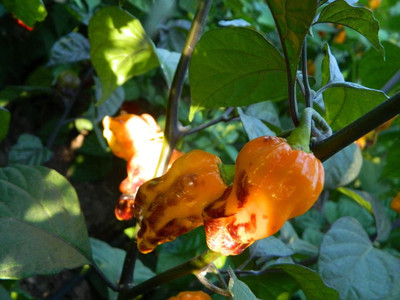 KNESSiN Fast Growing X Moruga Yellow Chilli Vegetable Seeds For Gardening-(1200 Seeds) Seed(1200 per packet)