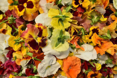 XOLDA Exotic petunia Seed(25 per packet)