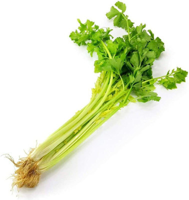 CYBEXIS Celery Seeds for Garden Courtyard2800 Seeds Seed(2800 per packet)