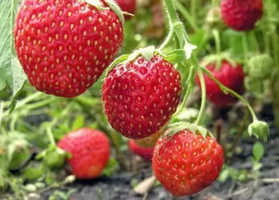 MAA Strawberry, Strawberries Seed(200 per packet)