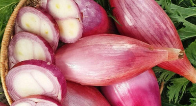 WILLVINE GBPUT -VII Shallot Onion Bunching Red [5g] Seed(3000 per packet)