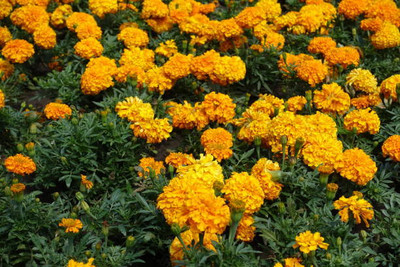 eKisanzone marigold/gende ka phool flower seeds Seed(50 per packet)