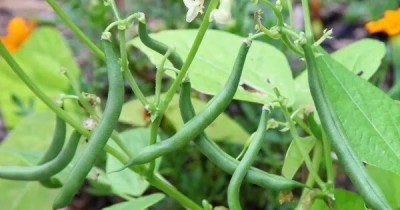 Quentova French Beans Vegetable Plant-RXI-11D Seed(50 per packet)