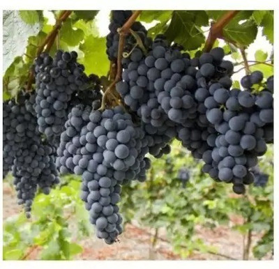 Aro Black Grapes Seed(10 per packet)