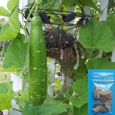 Arshiayat Bangladeshi Hazari Hybrid Long Bottle Gourd Seed(40 per packet)