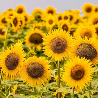 BDSresolve Sunflower seeds for planting PACK OF 27 Seed(17 per packet)