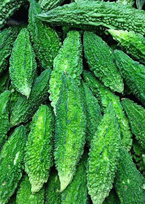 VibeX NBIR-25 - Bitter Gourd (Karela) F1 Hybrid Imported - (100 Seeds) Seed(100 per packet)