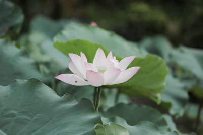 Sakshi Farms lotus,kamal seeds Seed(15 per packet)