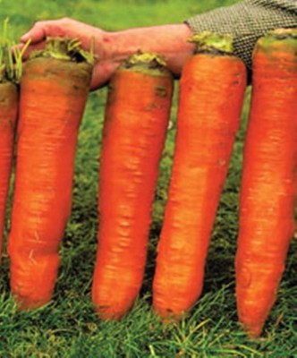 CYBEXIS XLL-86 - Giant Red Carrot Sweet - (250 Seeds) Seed(250 per packet)